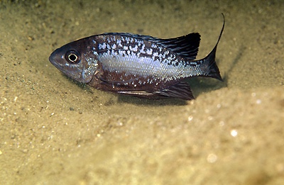 Cyathopharynx sp. 'neon streak' Kalila